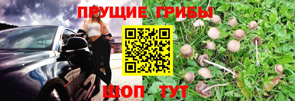 Новороссийск  Галлюциногенные грибы ЛСД  Вход с VPN 